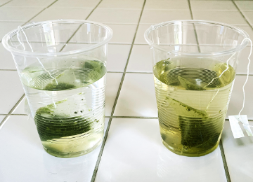 緑茶実験 ＜分解＞